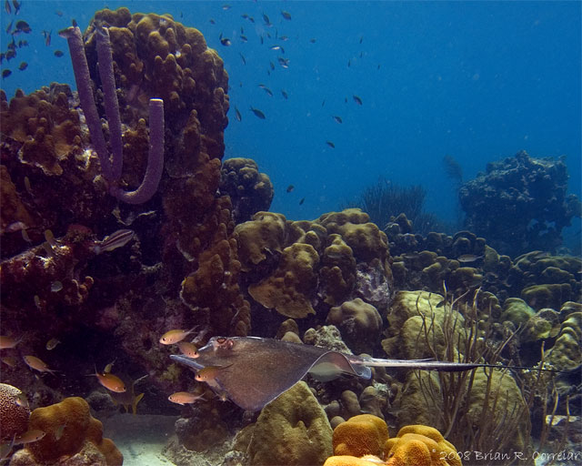 Bonaire_2008_D-2_228_edited