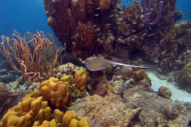 Bonaire_2008_D-2_229_edited