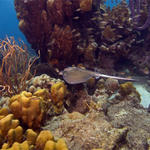 Bonaire_2008_D-2_229_edited