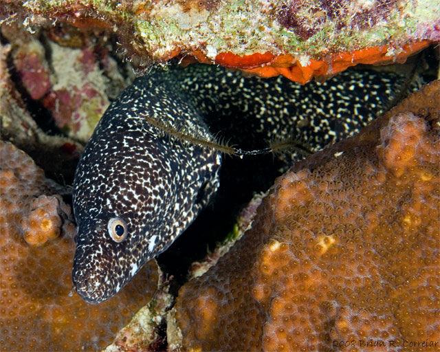 Bonaire_2008_D-2_333_edited