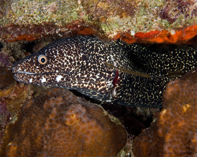 Bonaire_2008_D-2_335_edited