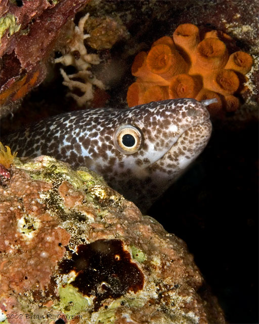 Bonaire_2008_D-2_421_edited