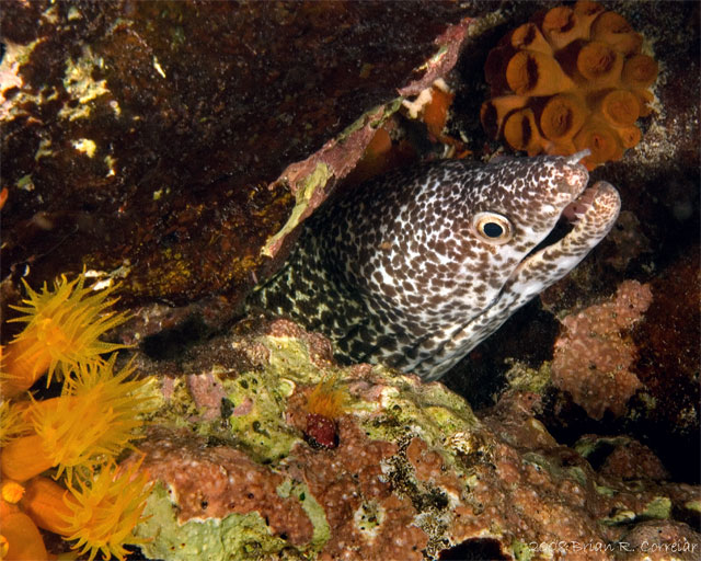 Bonaire_2008_D-2_422_edited