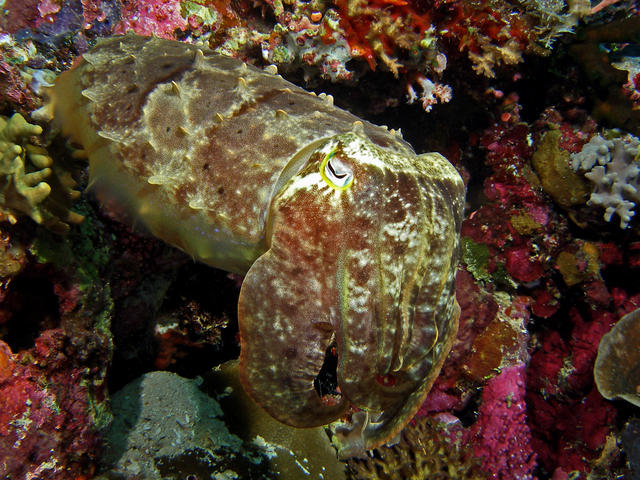 2cuttlefish