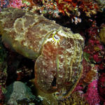 2cuttlefish