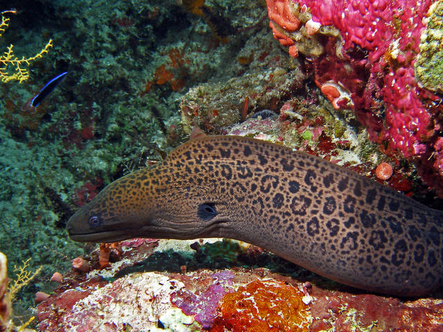 2moray