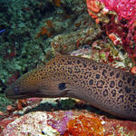 2moray