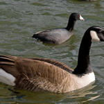 2cangoose1