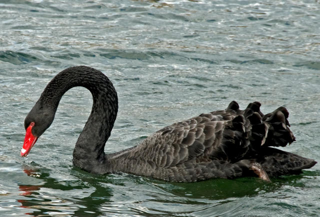 2swanblacklake