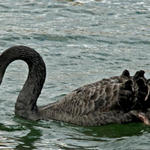 2swanblacklake