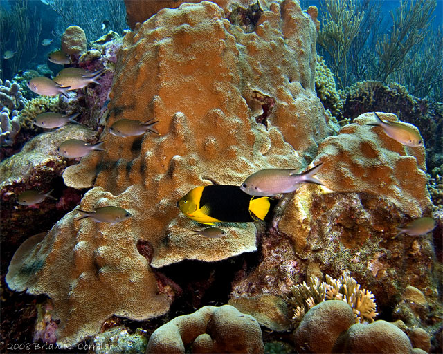 Bonaire_2008_D-2_065_edited