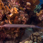 Bonaire_2008_D-2_236_edited