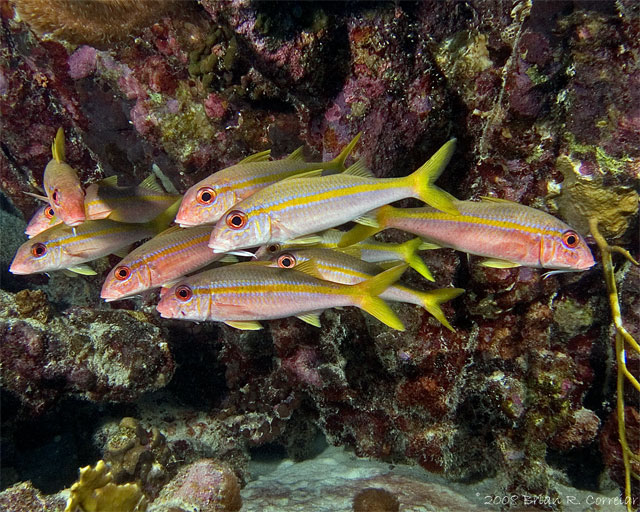 Bonaire_2008_D-2_247_edited