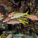 Bonaire_2008_D-2_247_edited