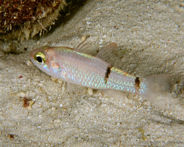 Bonaire_2008_D-2_409_edited