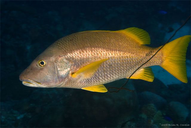 Bonaire_2008_D-3_067_edited