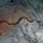 Bonaire_2008_D-6_168_edited