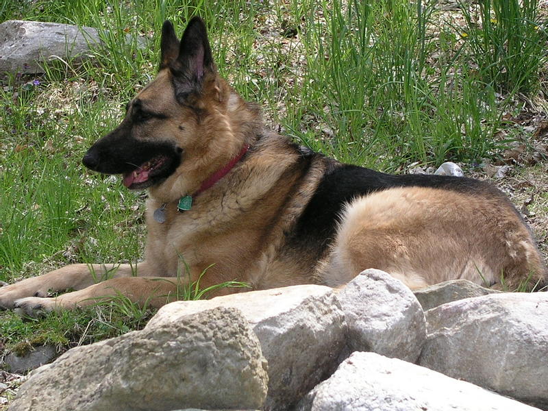 Sage in Backyard