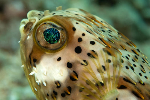 burrfish