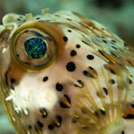 burrfish