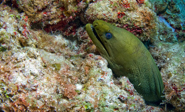 greenmoray