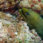 greenmoray