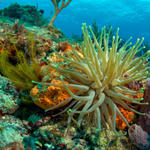 reefsceneanemone