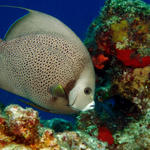 scottgreyangelfish