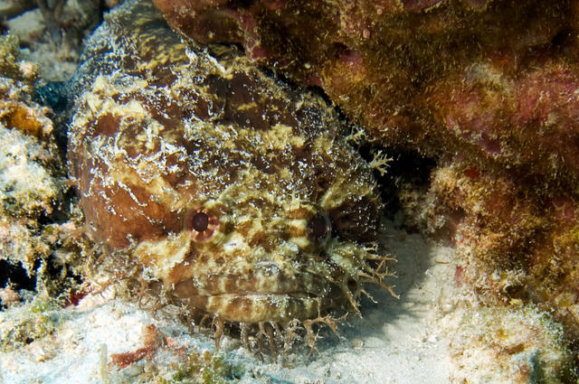 toadfish2day2coz