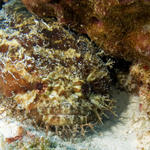 toadfish2day2coz
