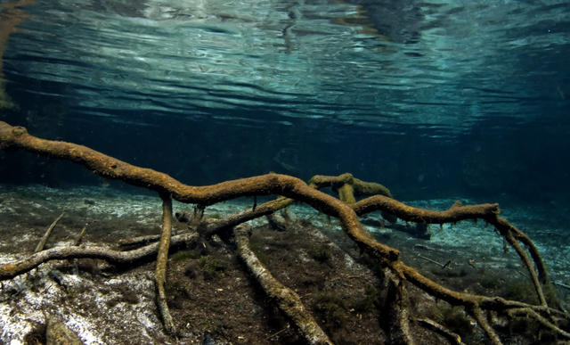 branchunderwater