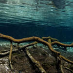 branchunderwater