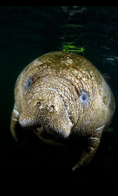 manatee3