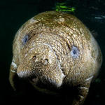 manatee3