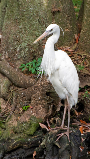 egret1