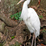 egret1