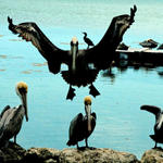 pelicansflying1