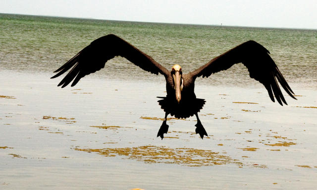 smflyingpelican