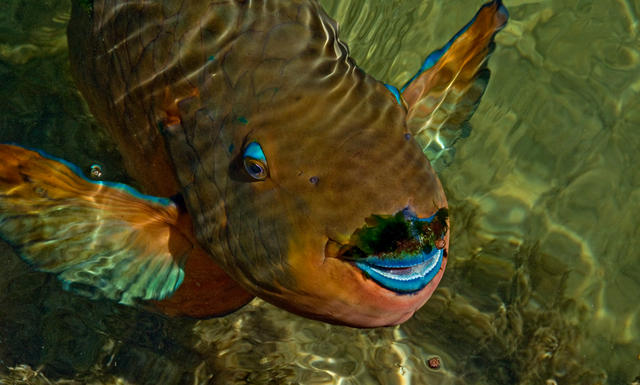 smparrotfish