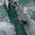 smtarpon