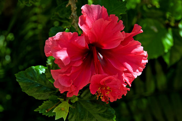 smhibiscus