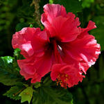 smhibiscus