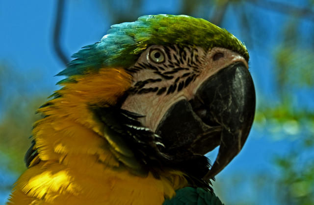 smparrot2