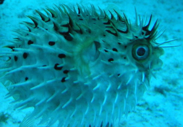 coxporcupinefish.jpg