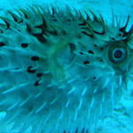 coxporcupinefish.jpg