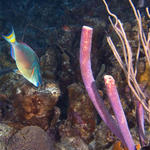 Bonaire_08_D-1_070_edited-1