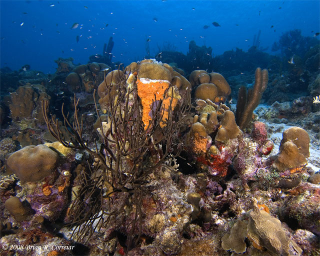 Bonaire_08_D-1_075_edited-1