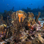 Bonaire_08_D-1_075_edited-1