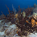 Bonaire_08_D-1_100_edited-1