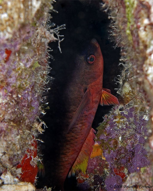 Bonaire_2008_D-2_390_edited